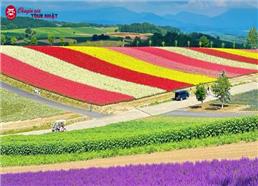 Tour Hokkaido Nhật Bản Ngắm Hoa Lavender Mùa Hè 2025 (Từ HCM)